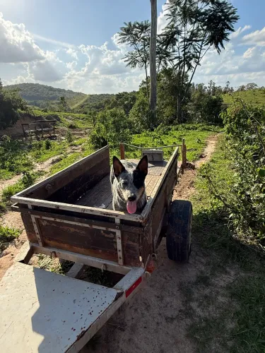 Vendo cachorro boiando australiano 
