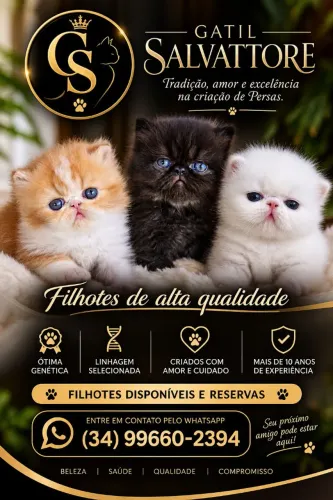 Gatos Persa