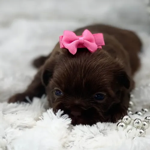 Shih tzu:Charme, franjinha e um coração gigante