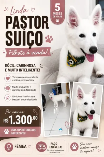 Pastor suiço filhote (fêmea)