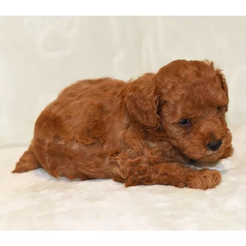 Poodle Toy Red: Quem tem um poodle sabe o que é lealdade diária.