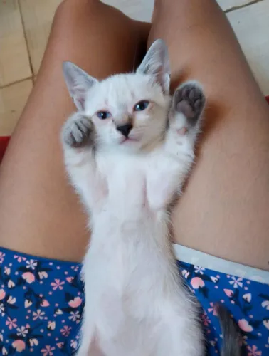 Gato - Macho - Adoção responsável 