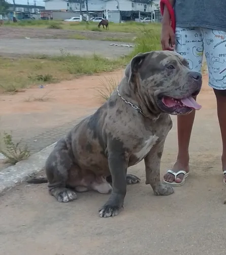 Monster macho para cobertura interessados e so falar aqui