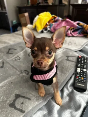 Cãozinho Pinscher/Pincher muito inteligente e ideal para companhia ativa