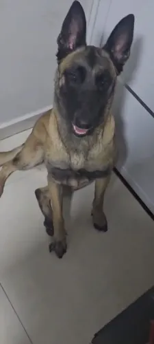 Pastor belga de malinois 