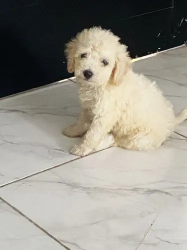 Poodle Macho 