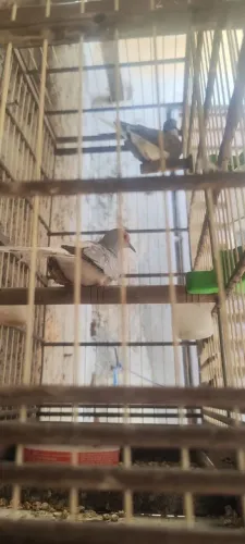 Vende se casal chinesas