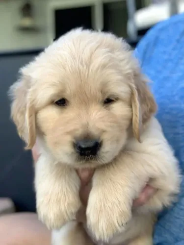 Filhotes de Golden Retriever | Um companheiro de muitas aventuras.