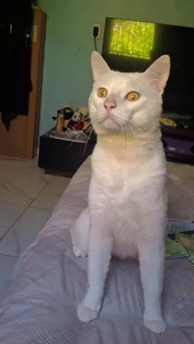 Gato macho para Adoção