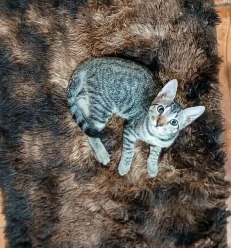 Gato tigrado filhote