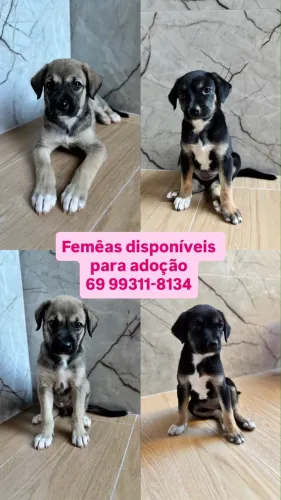 Cachorro