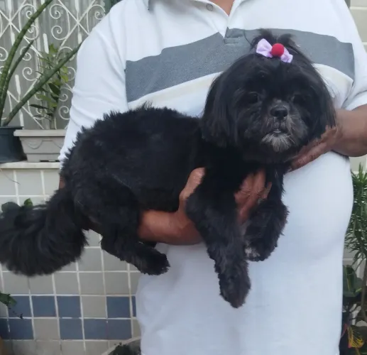 Matriz Shihtzu preta fêmea