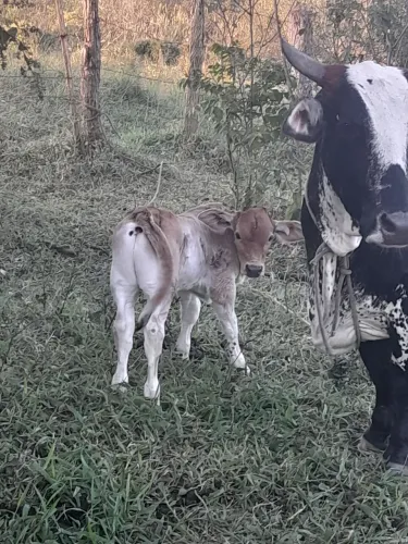 Mini Vaca com bezerro no pé 