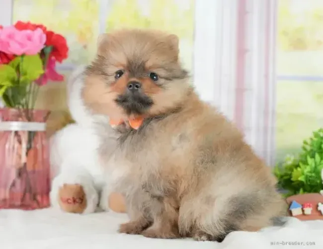 Filhote de cachorro saudável e lindo Spitz Alemão/ Lulu da Pomerânia/ anão/ anãozinho