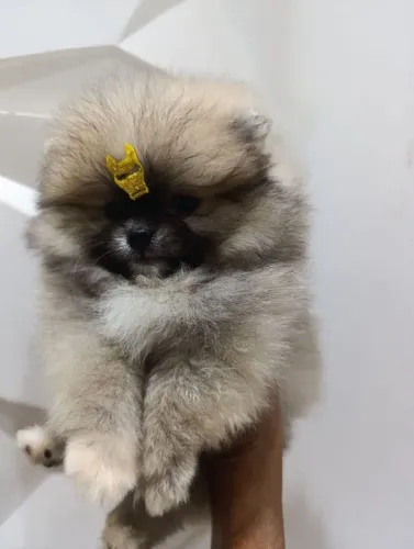 Lulu da palmerania anão