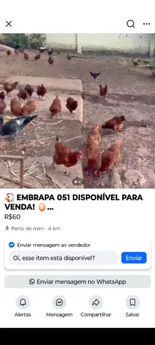Vendo frangas Embrapa