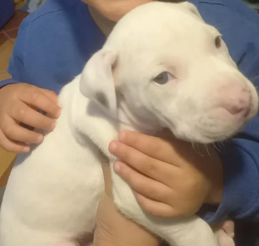 Pitbull machinho