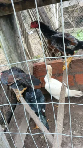 Frangos e frangas raça índio