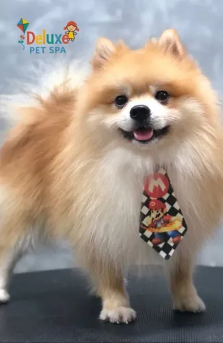 Lulu da Pomerânia - Cruzamento 