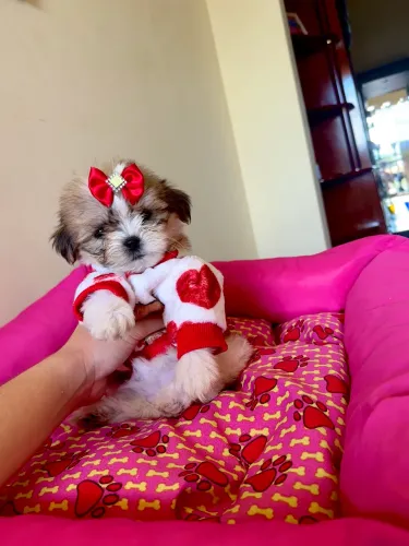 Shih tzu fêmea linda promoção 