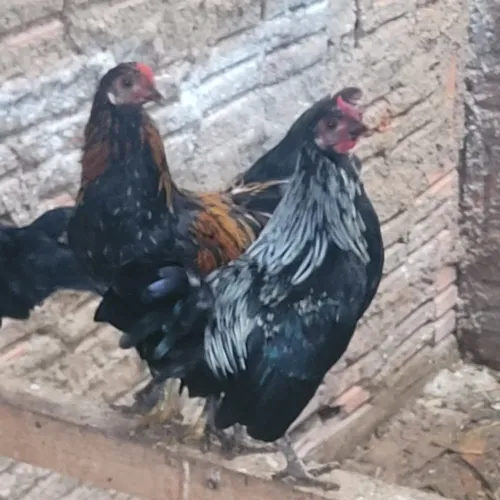 Garnizés machos