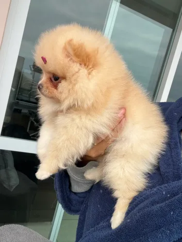 Lulu da Pomerânia anão fêmea 