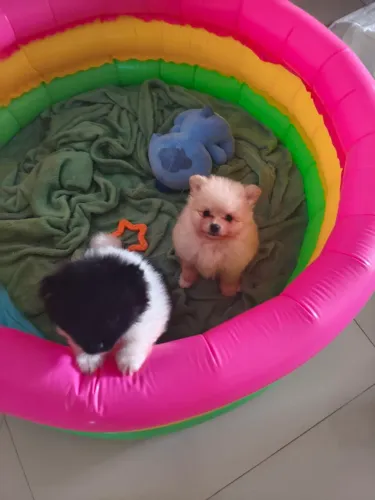 Animais