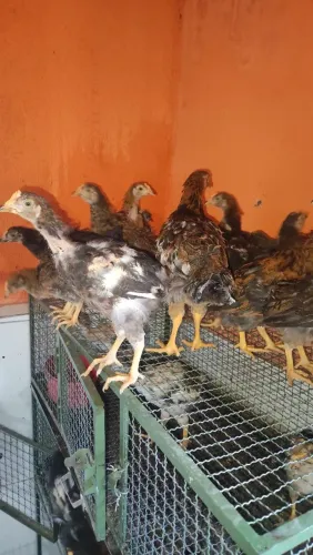 Pintinhos gsb balão 