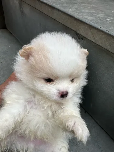 vendo filhote de spitz alemão anão com 70 dias