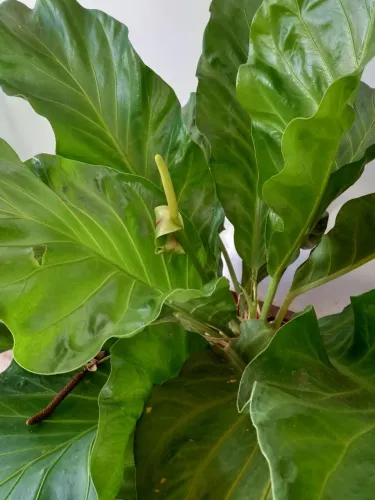 Anthurium
