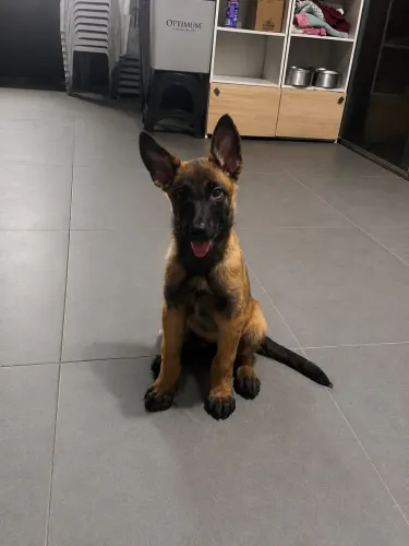 Filhotes de Pastor Belga Malinois