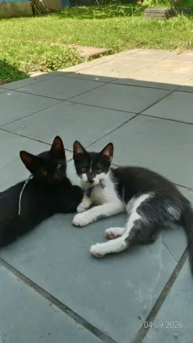 Doação de gatinhos