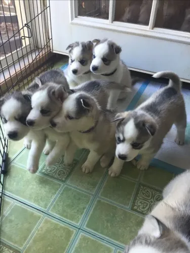 Filhotes de Rusk siberiano