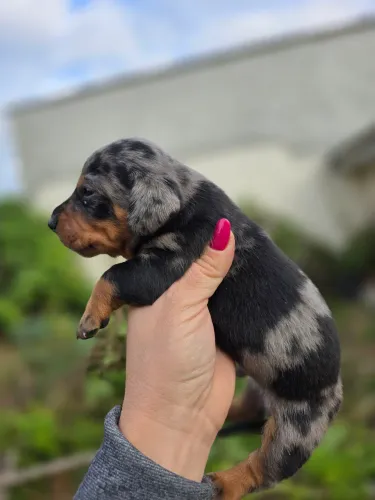 Dachshund teckel miniatura machinho