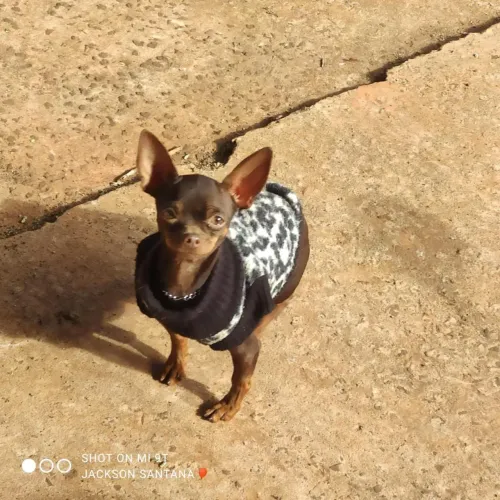 Pinscher macho para cruzar