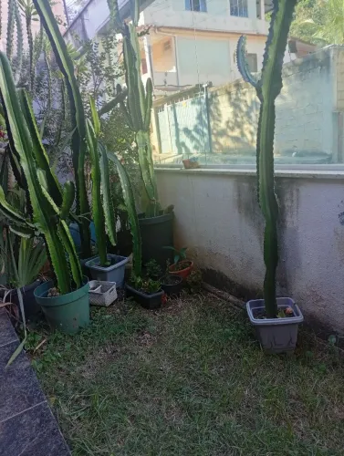Plantas