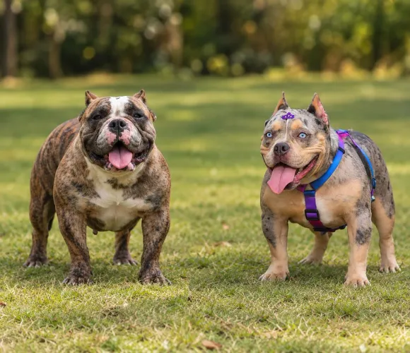 Fêmeas Bully Micros! Excelente genética! Pedigree! Preços de filhote! OPORTUNIDADE