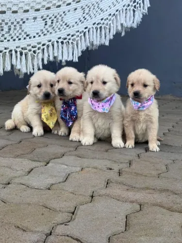 golden retriever filhotes