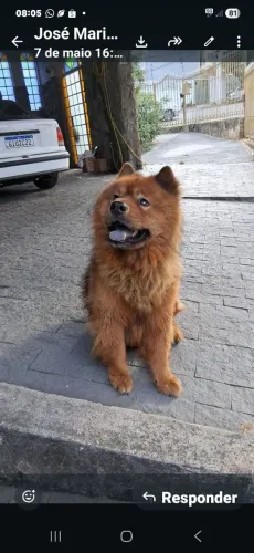 Doação Pet