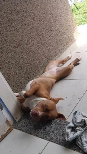 Doação pitbull fêmea