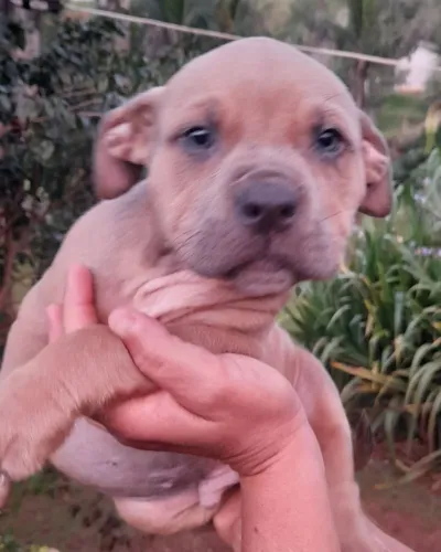 Pitbull/Pit Monster.