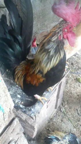Galo porte medio a pequeno