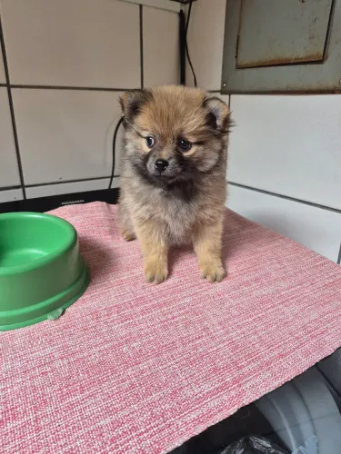 VENDE-SE spitz alemão macho