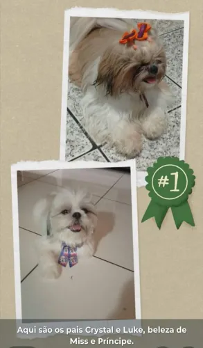 Filhote de Shitzu Macho 