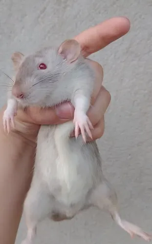 Vende-se ratos twister dumbo PADRÃO DIFERENCIADO ( filhotes e adultos)