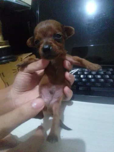 Vende filhote de Pinther zero macho valor 2.000 dois mil reais ..tenho um. Machinho numero
