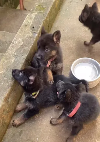 FILHOTE DE CÃES PASTOR ALEMÃO DE TRABALHO 