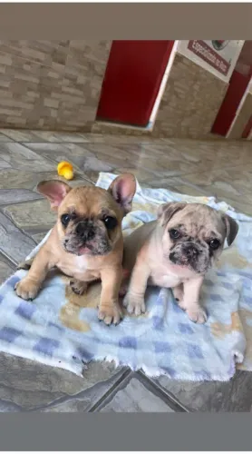 Buldogue francês feminhas promoção