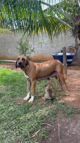 Vendo filhote de fila brasileiro puro