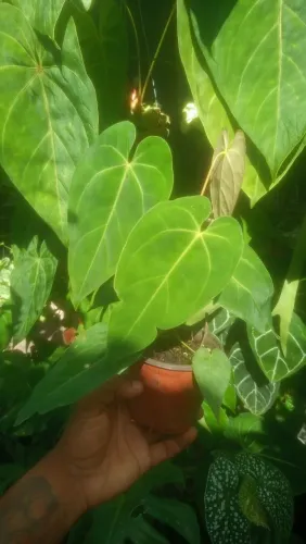 Anthurium Cristalinum